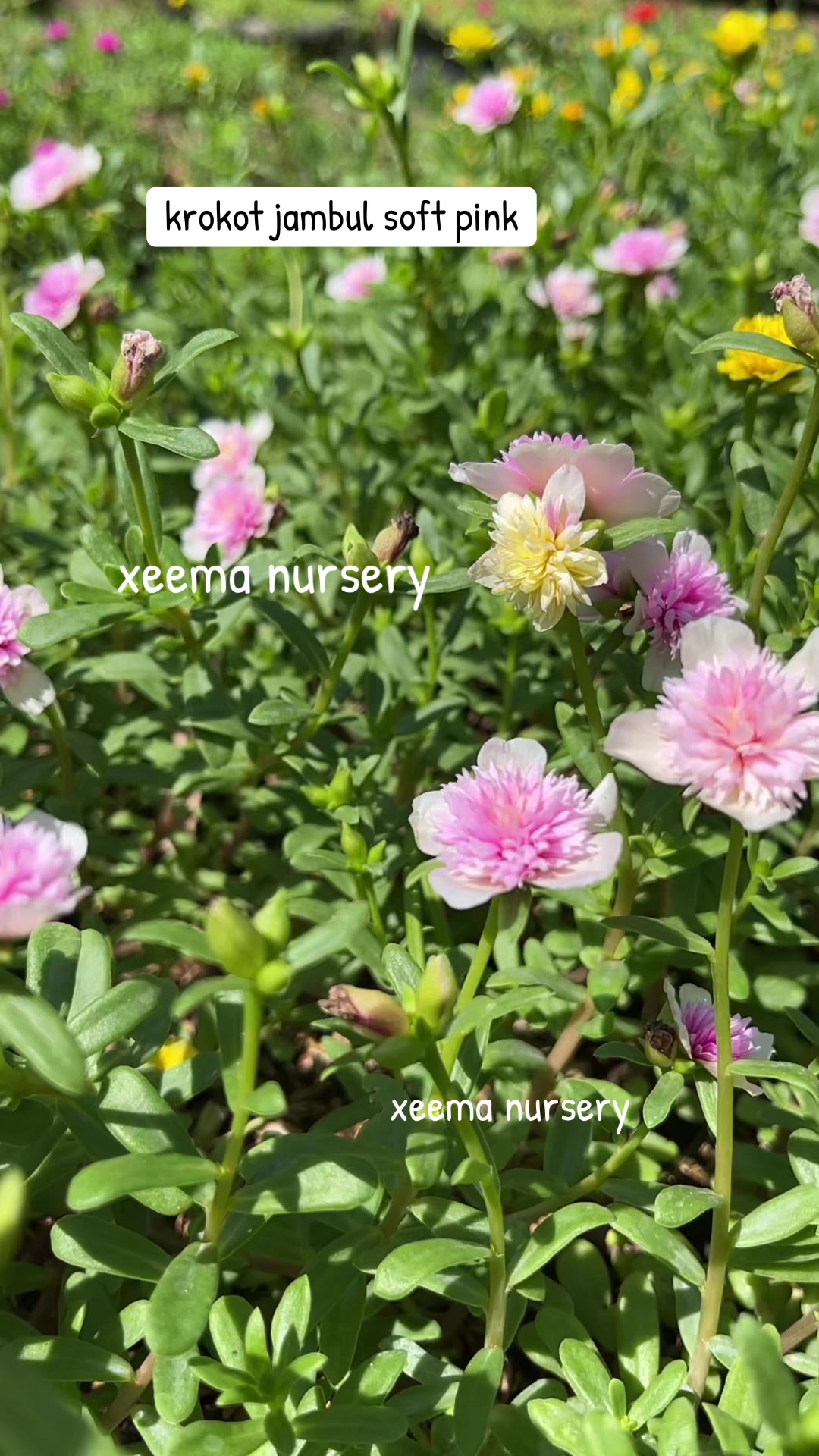 @Xeema_Nursery