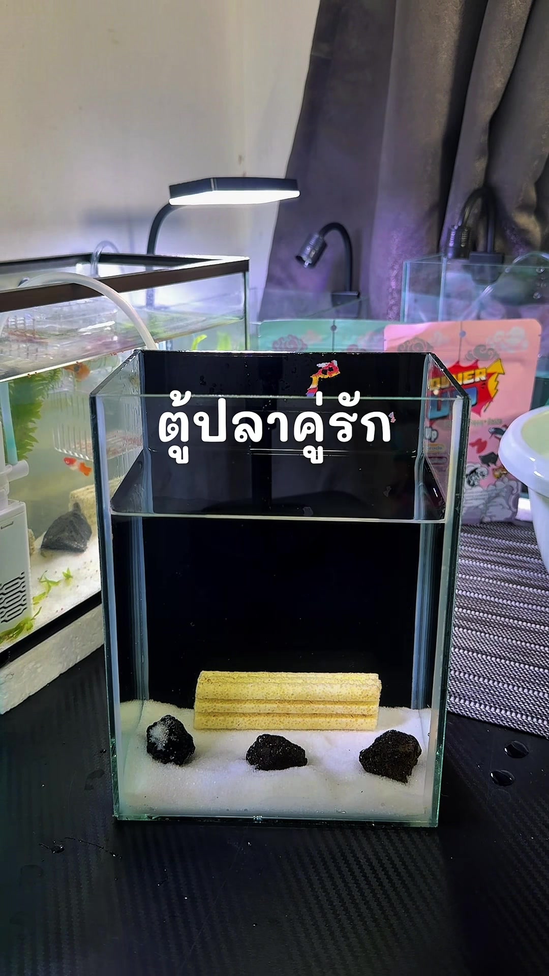 @แมวพารีวิว