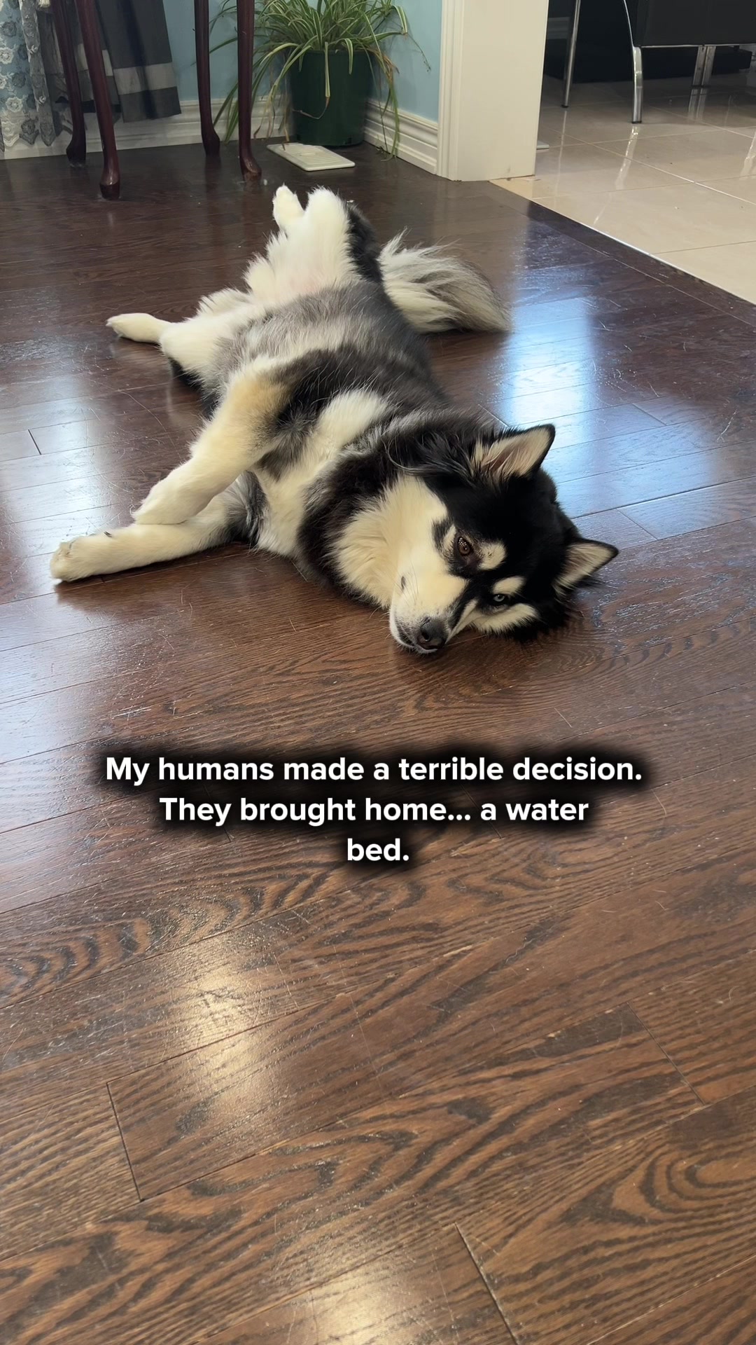 @Zeus the Pomsky🐾