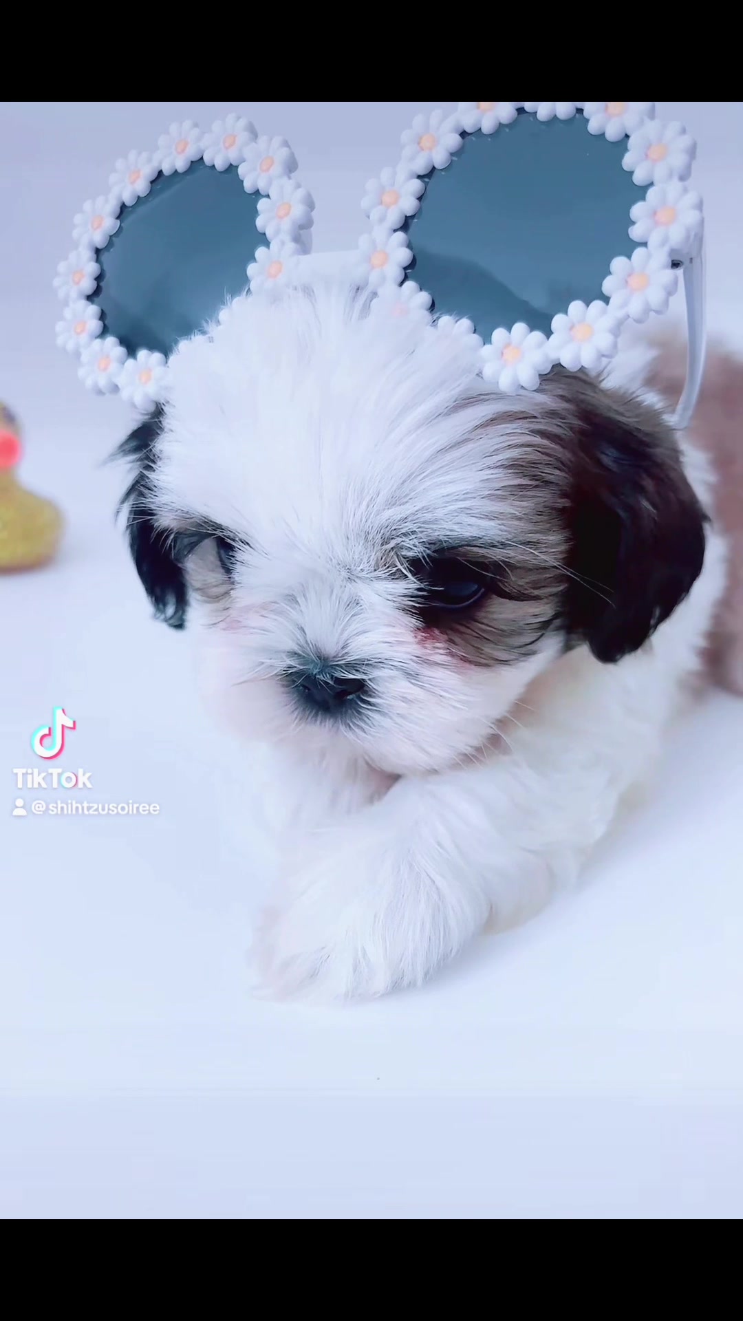 @SHIHTZU SOIRÉE