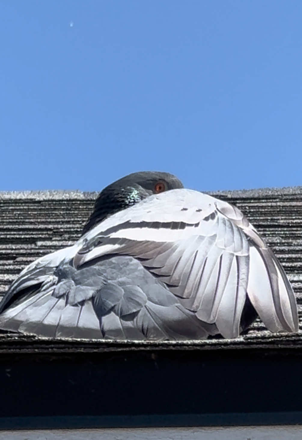 @Beebee The Pigeon
