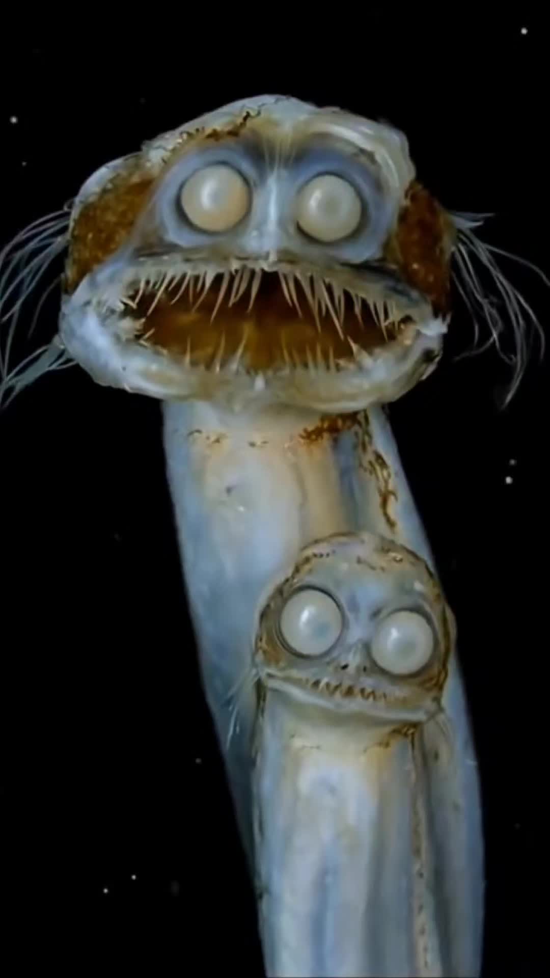 @DeepFearX
