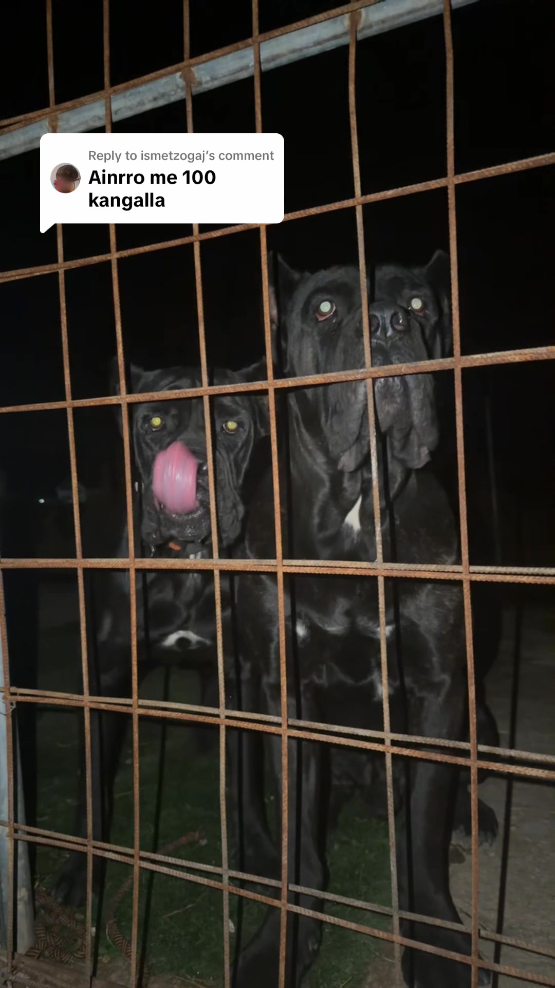 @AlbaniaCaneCorso Kennel