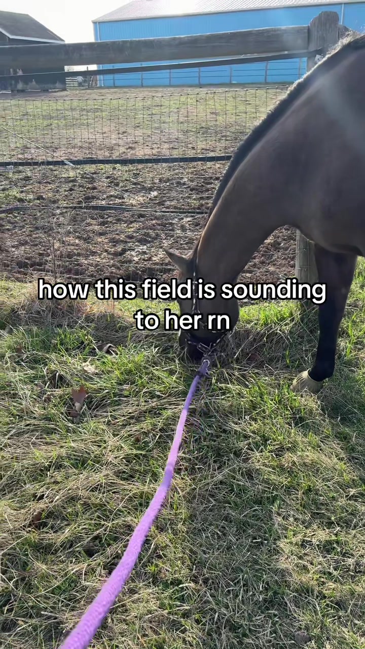 @caitlin folliard🤎🐴