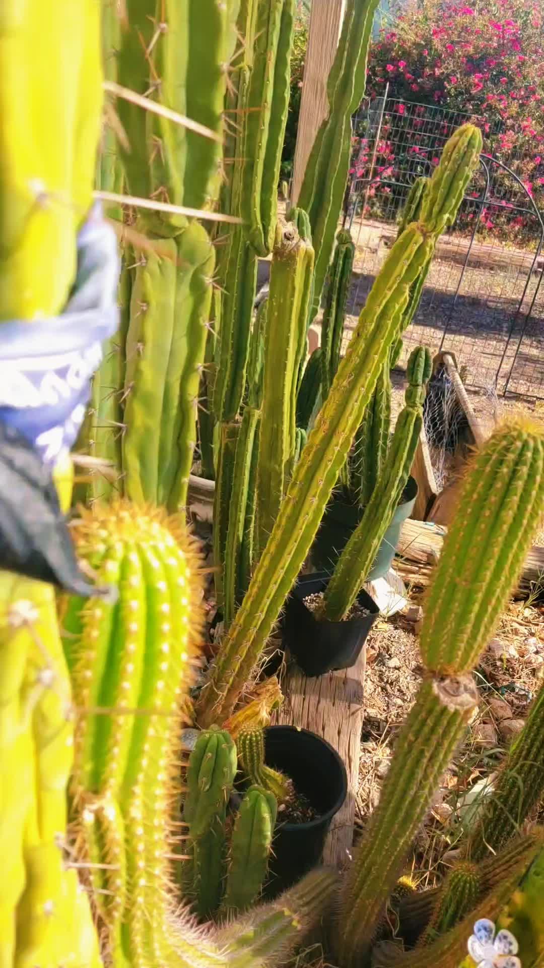 @cactifam