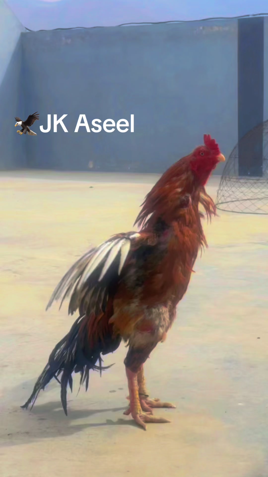 @JK Quetta Aseel