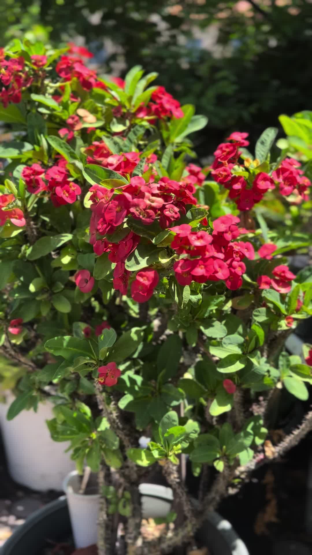 @RemesGarden