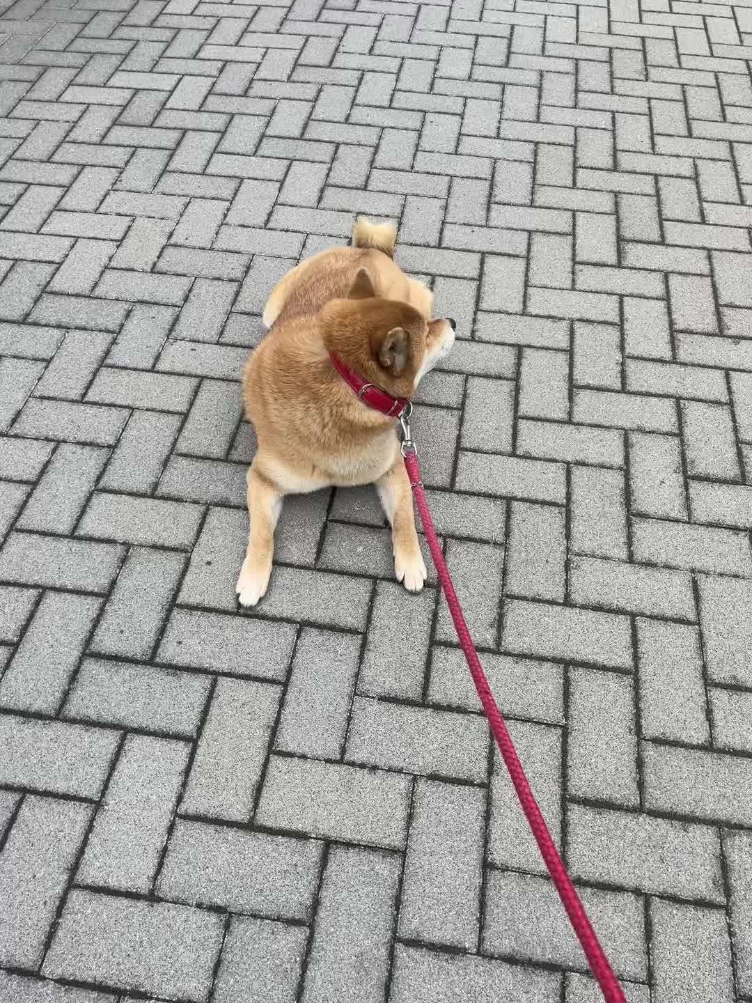 @柴犬むーちゃん