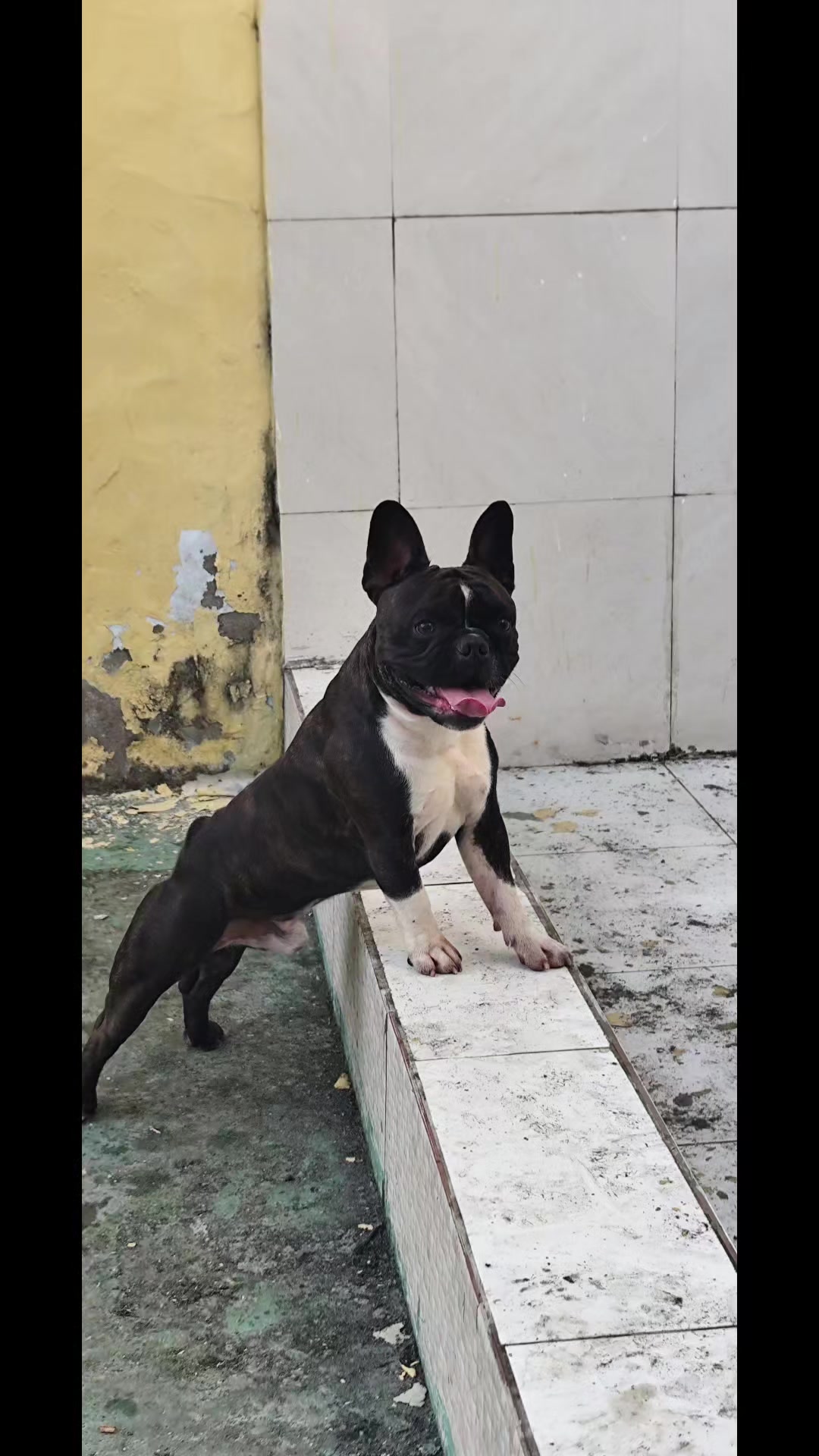 @LIVYO PORTUGAL M.V.