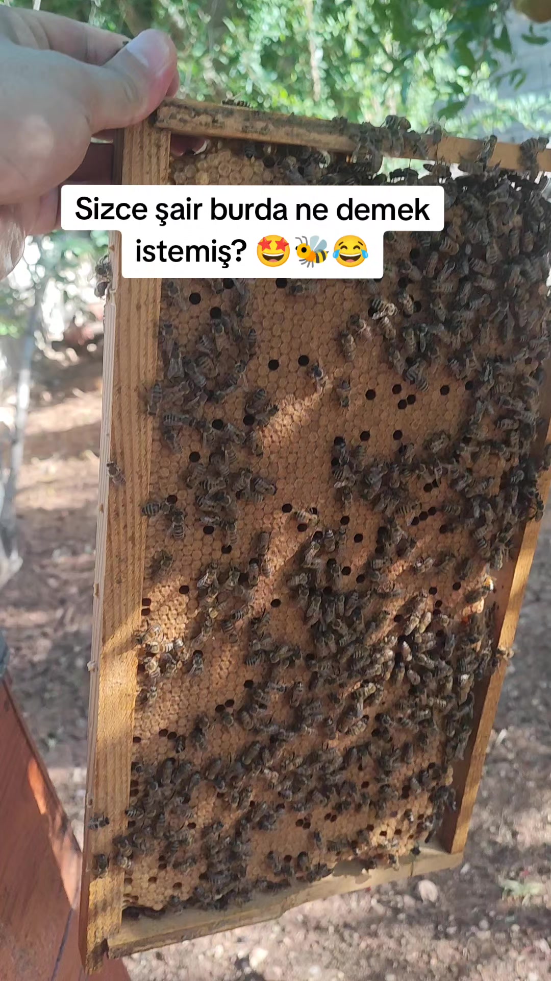 @Doğan Arıcılık 🐝