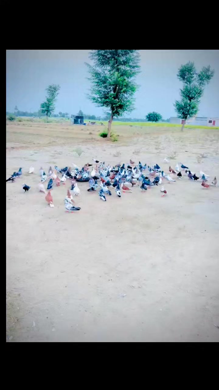 @عدیل رحمن لیہ وال کبوتر باز