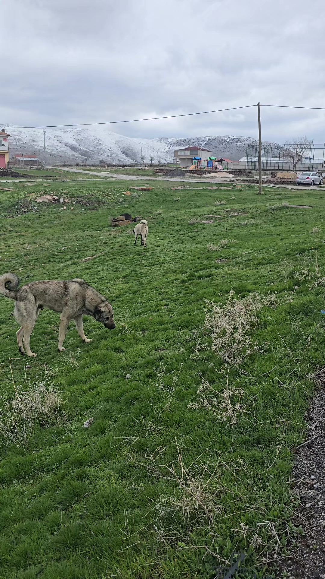 @Anatolian Shepherd Dog