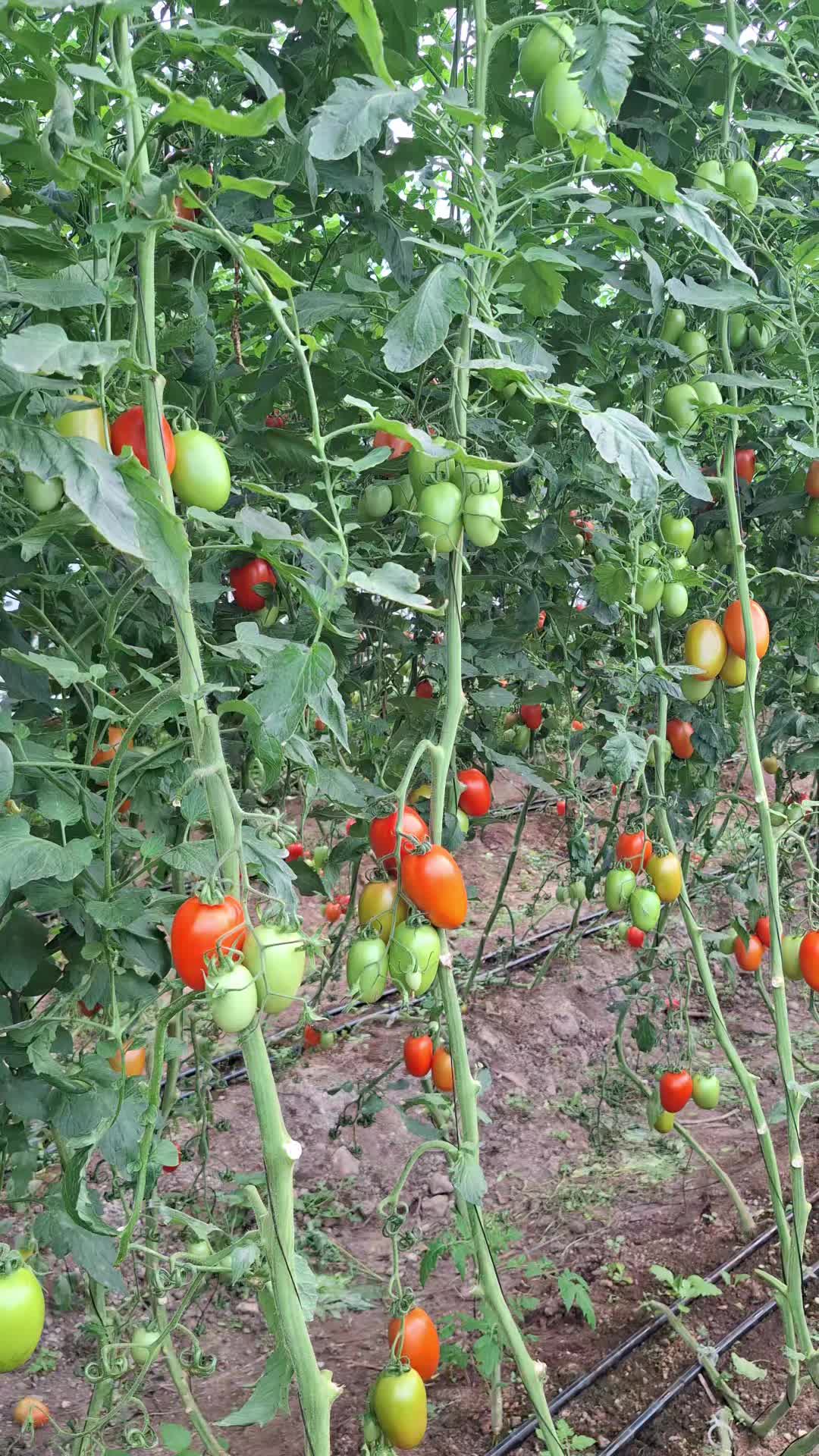 @El inge_agro🧑🌾🌽