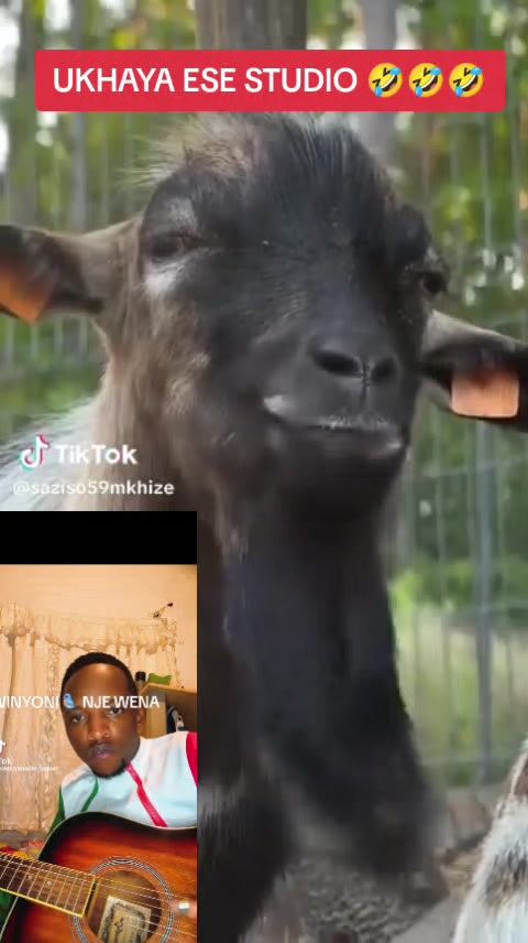@IBHOVA LIKAMTHWAKAZI