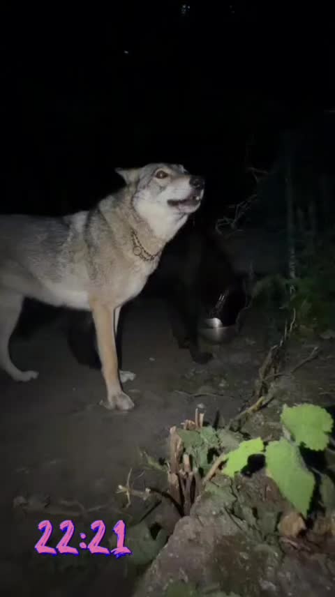 @🐺🐺❤