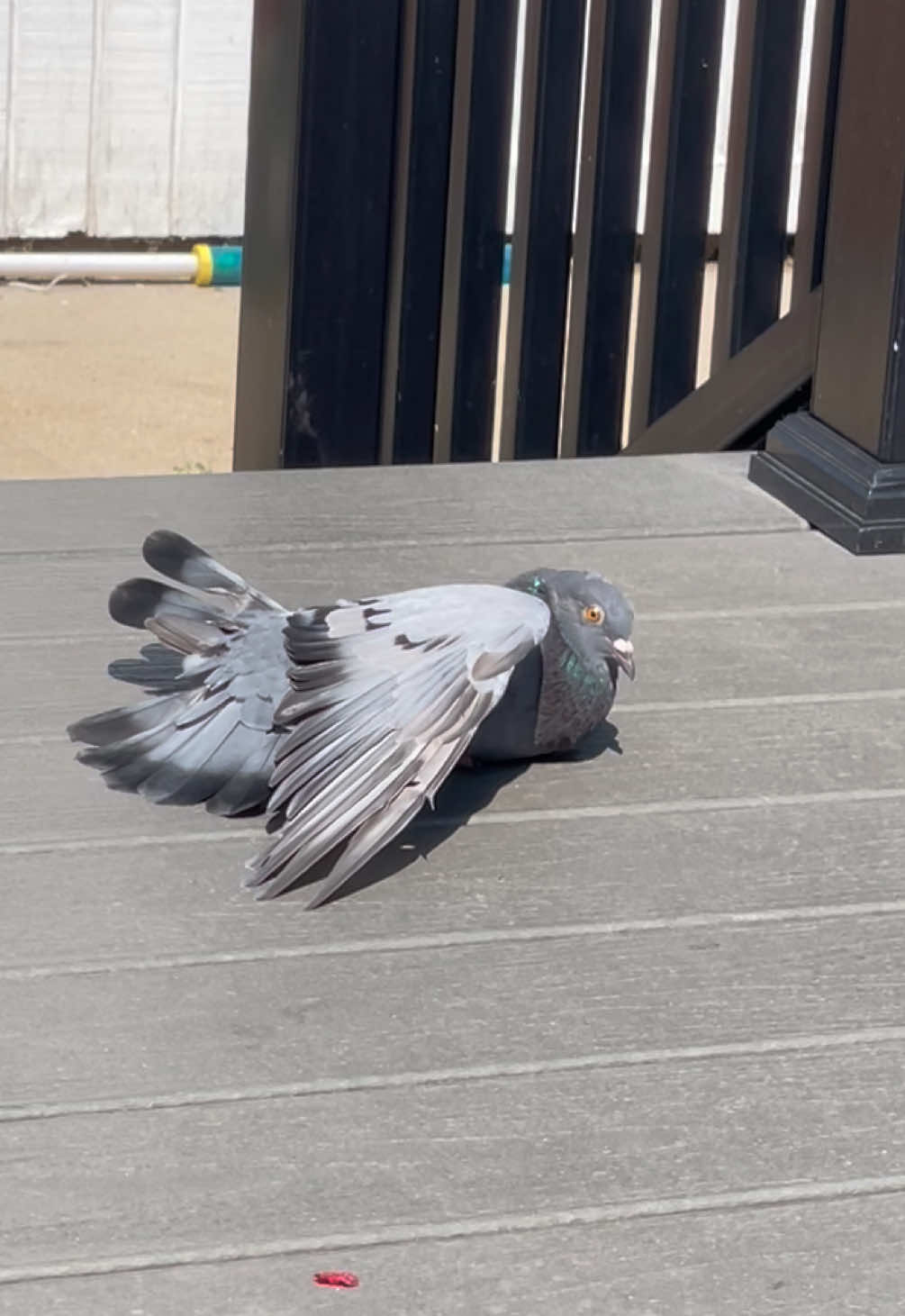 @Beebee The Pigeon