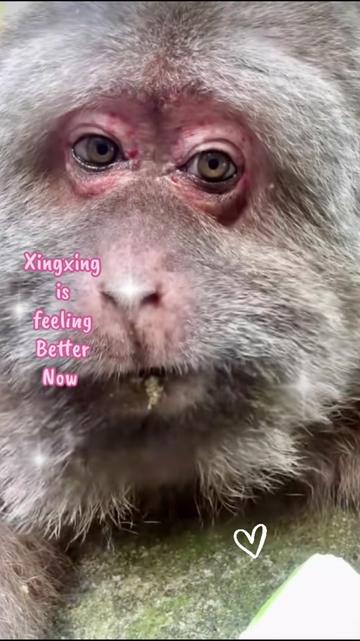 @𝓢𝓷𝓲𝓬𝓴𝓼 🐒