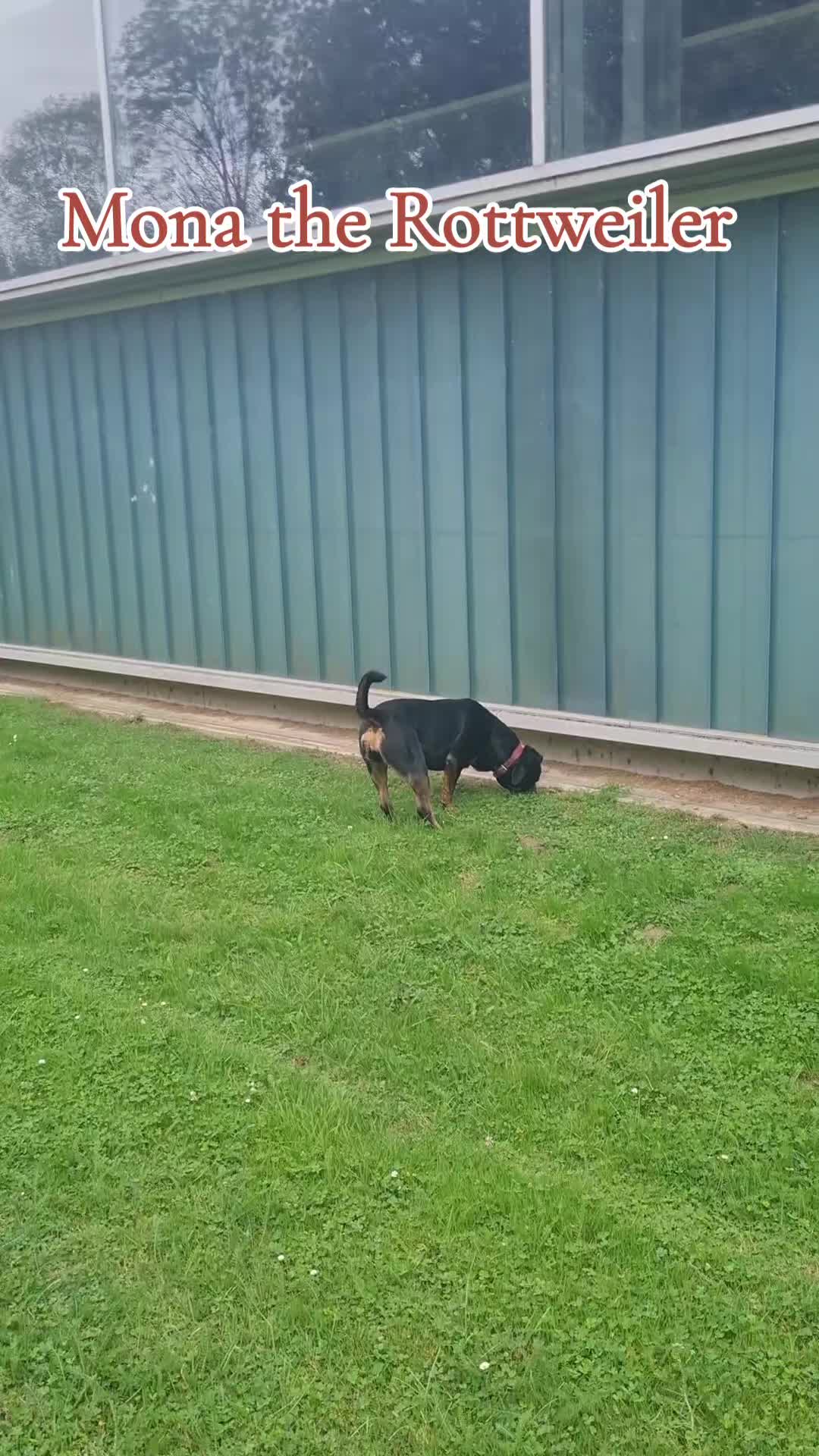 @Mona the Rottweiler