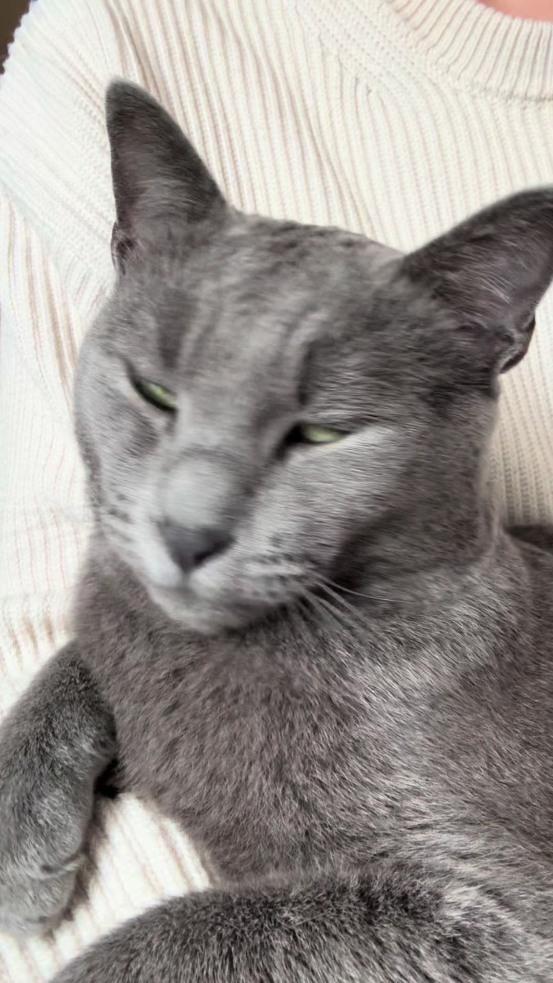 @Toby The Kitten