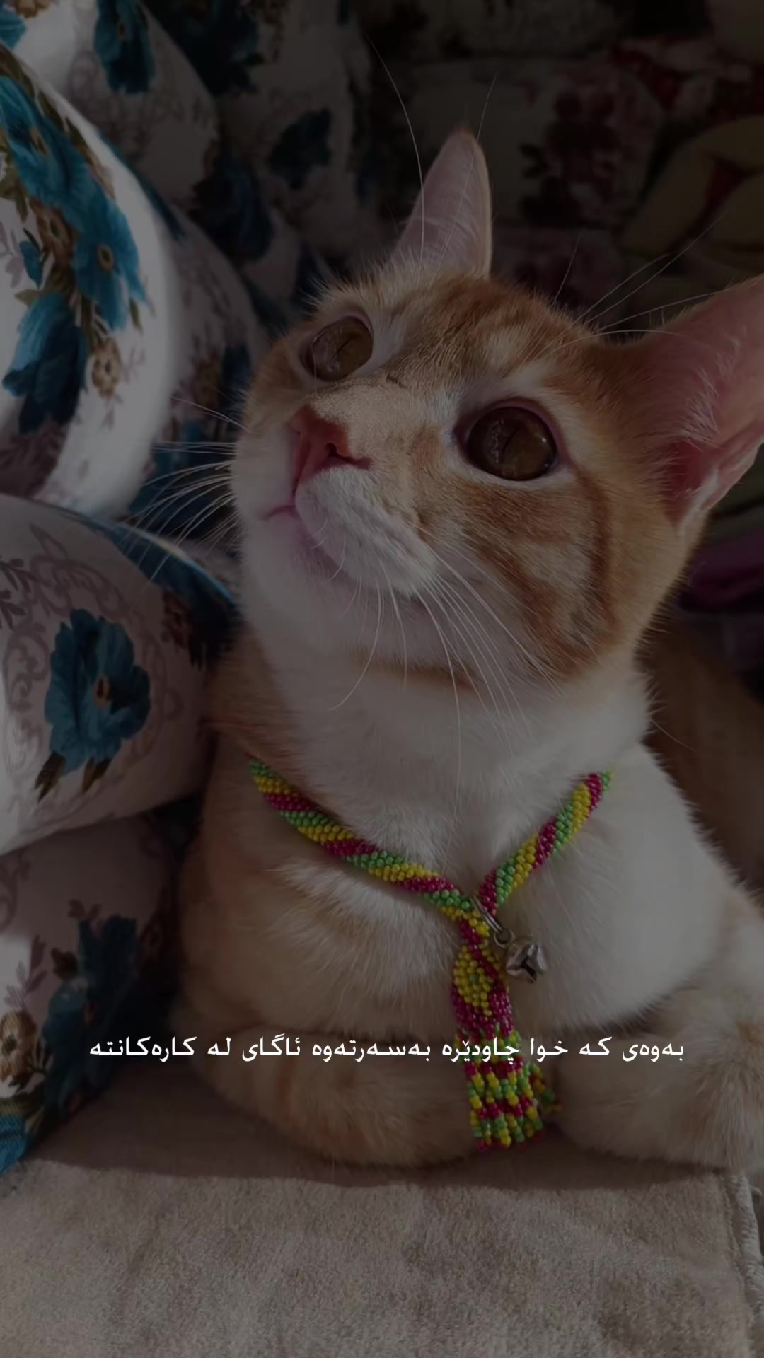 @تیـانـا❤🐈