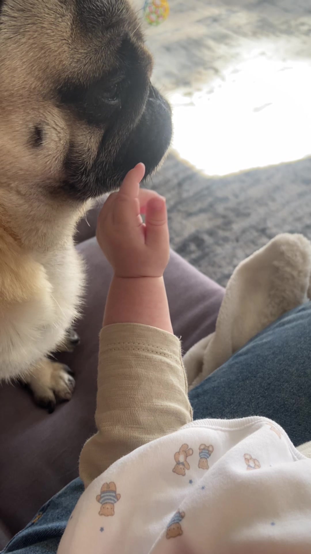 @Wee Winston The Pug