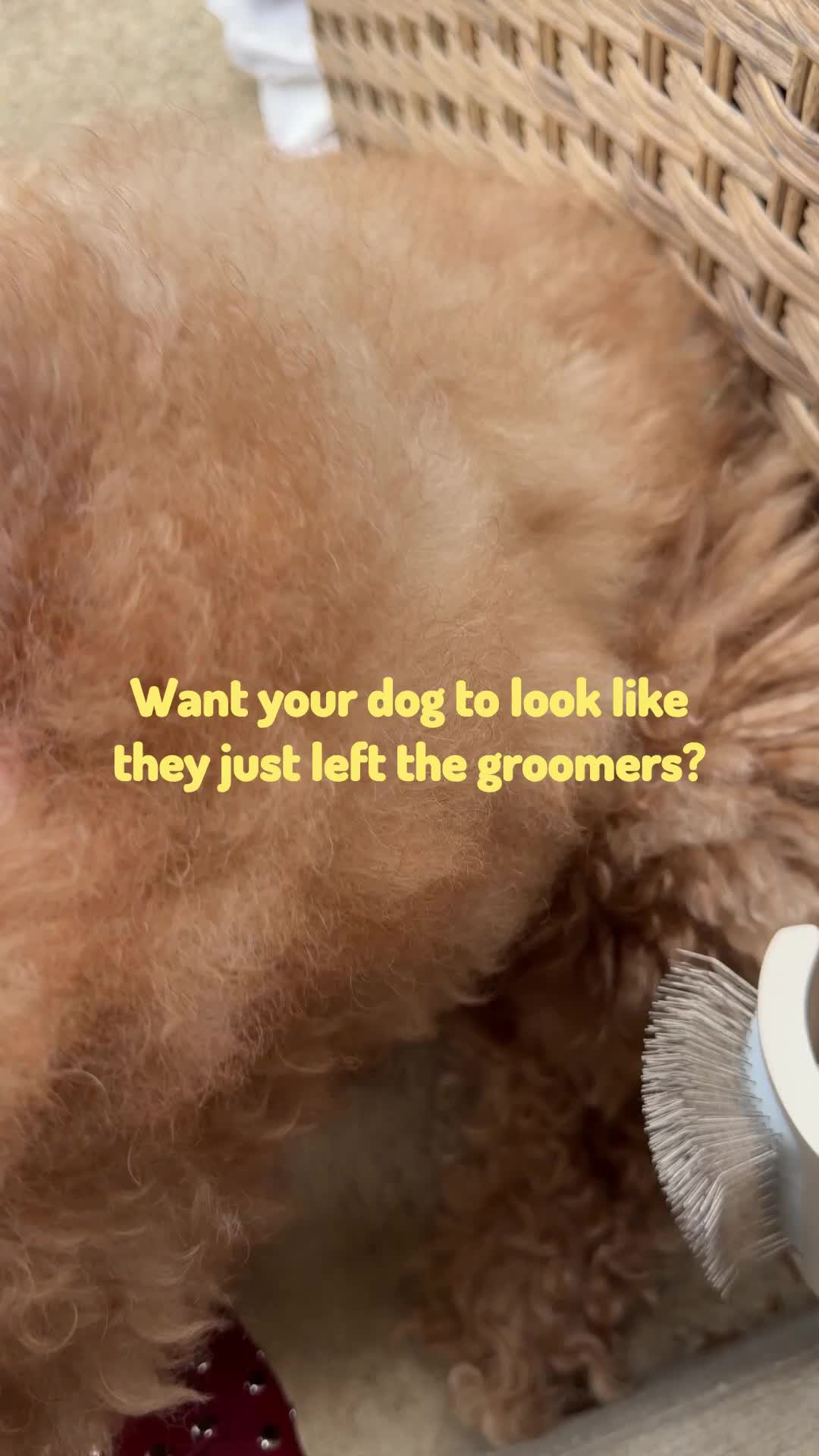 @Pupwell