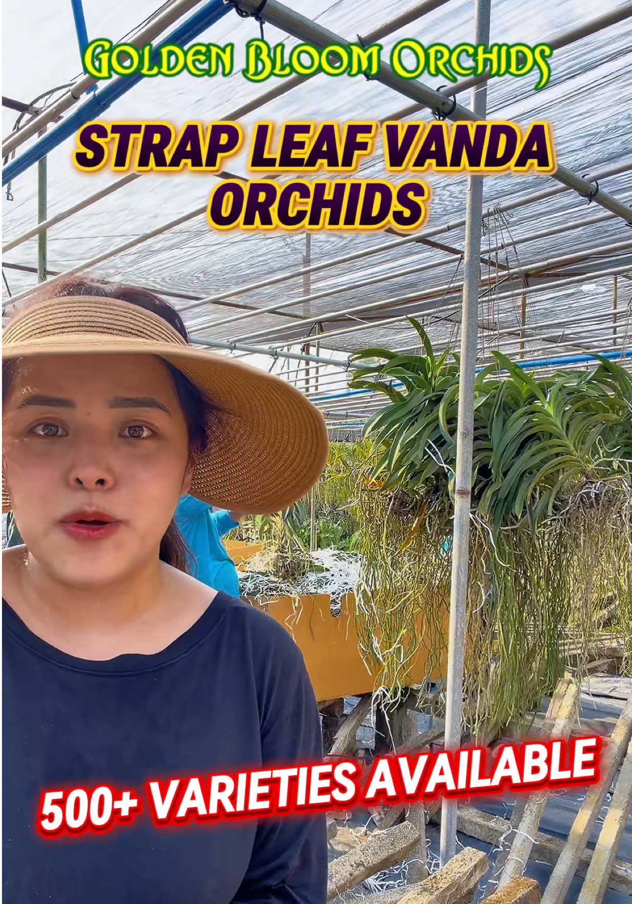 @GBO&ensp;Carmina