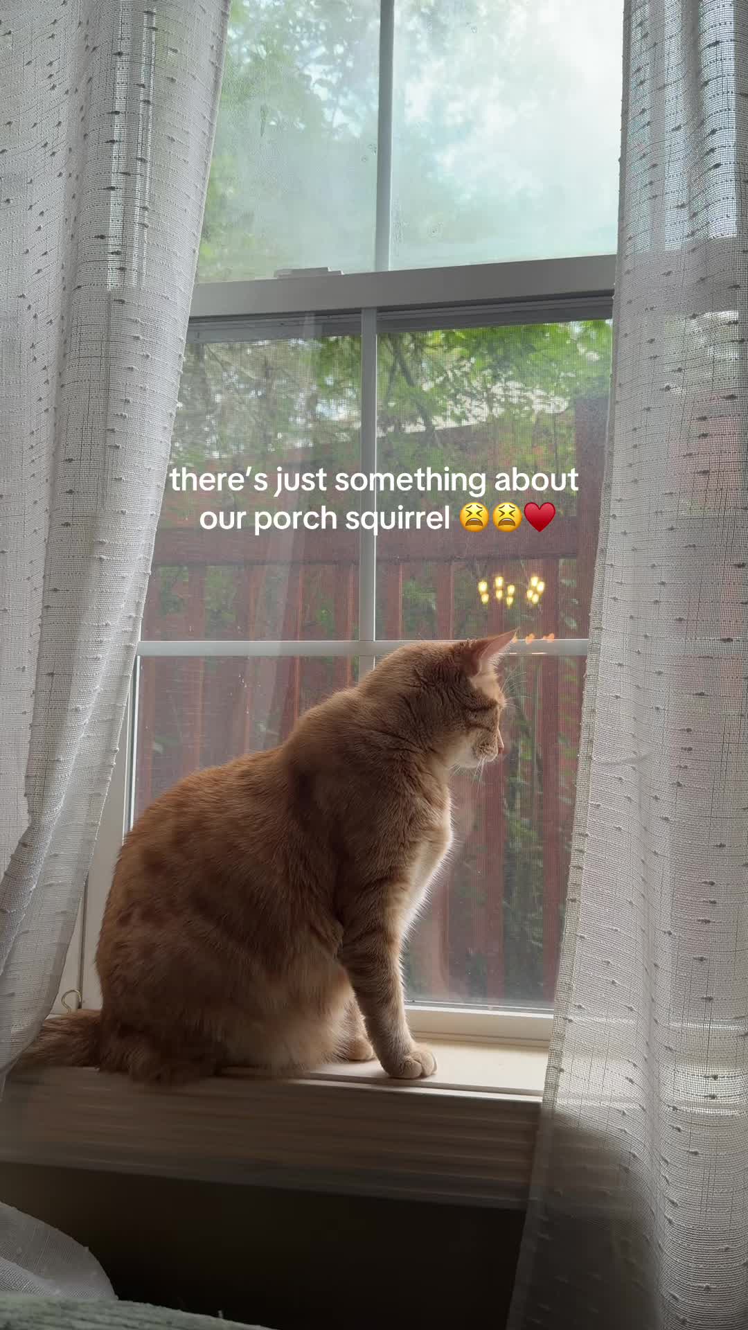 @bink the big orange cat