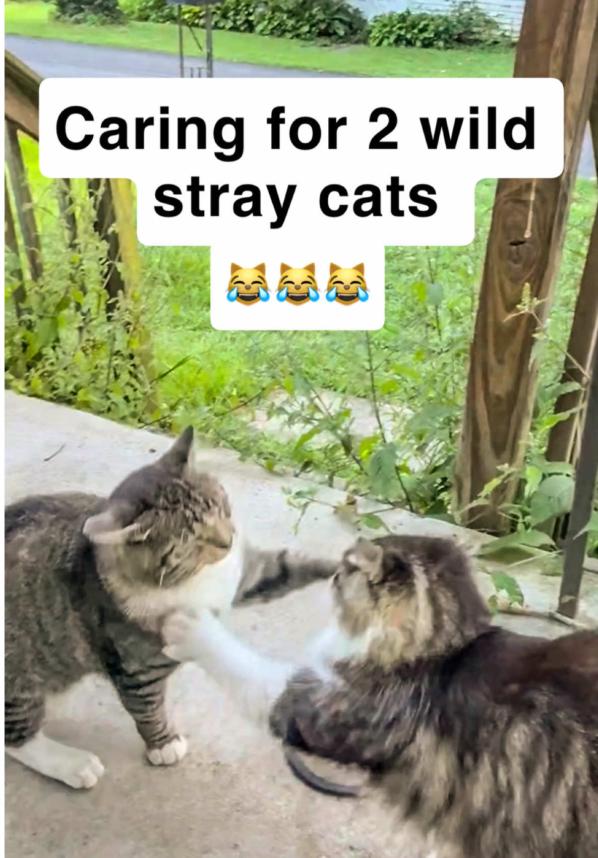 @first class whiskers