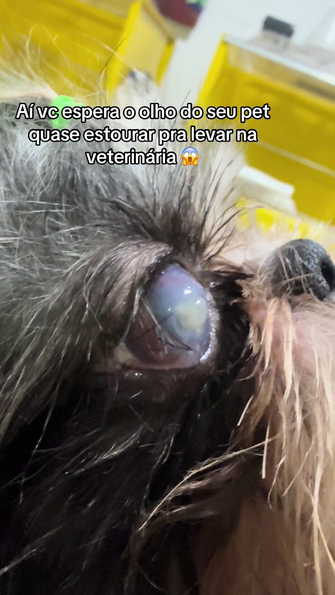 @Francinny Veterinária®️