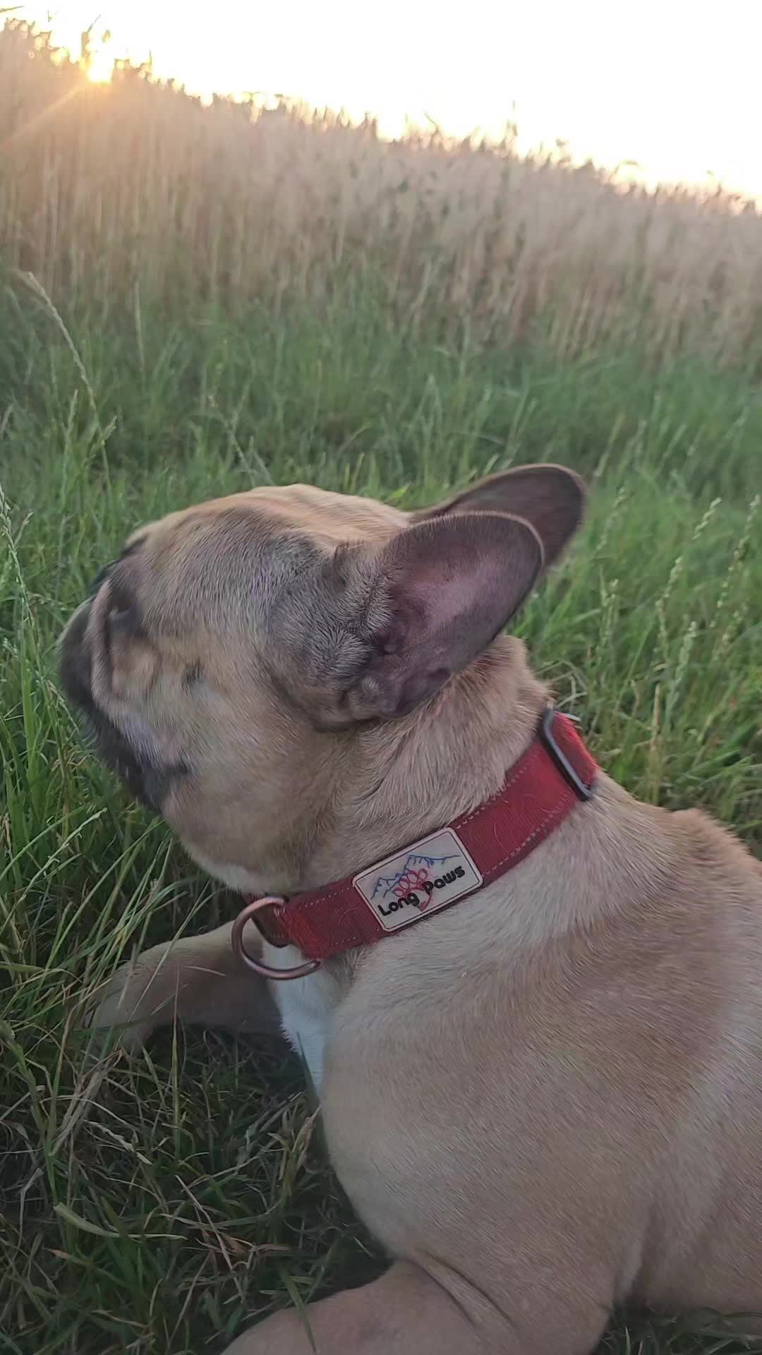 @Tyrion-the-frenchie/Cyrus23
