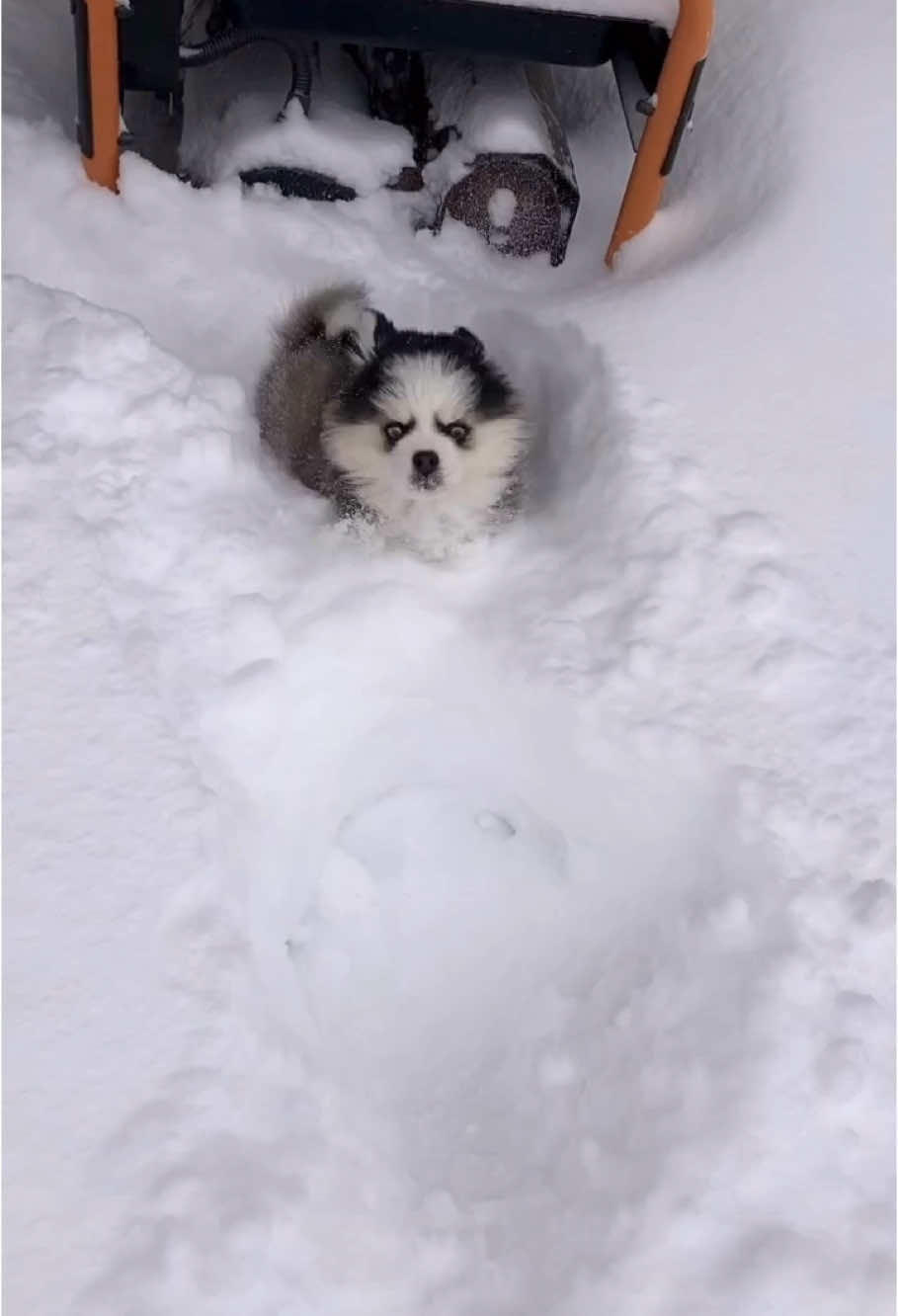 @Ontario Pomsky Puppies