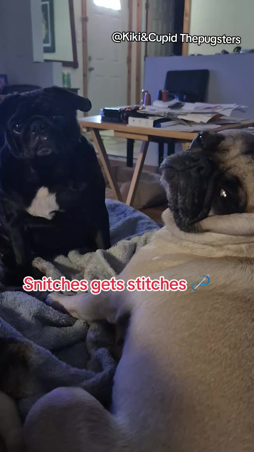 @Kiki&Cupid Thepugster