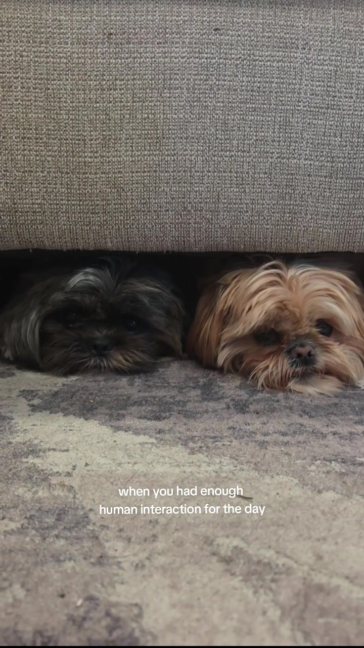 @🐶🎀OzzyBoy&Jenn🎀🐶