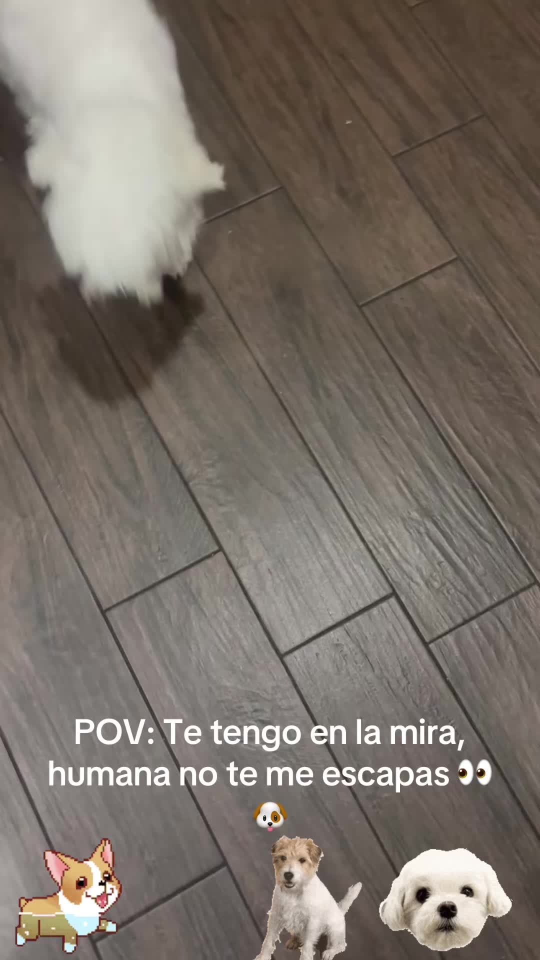 @los3huevertos