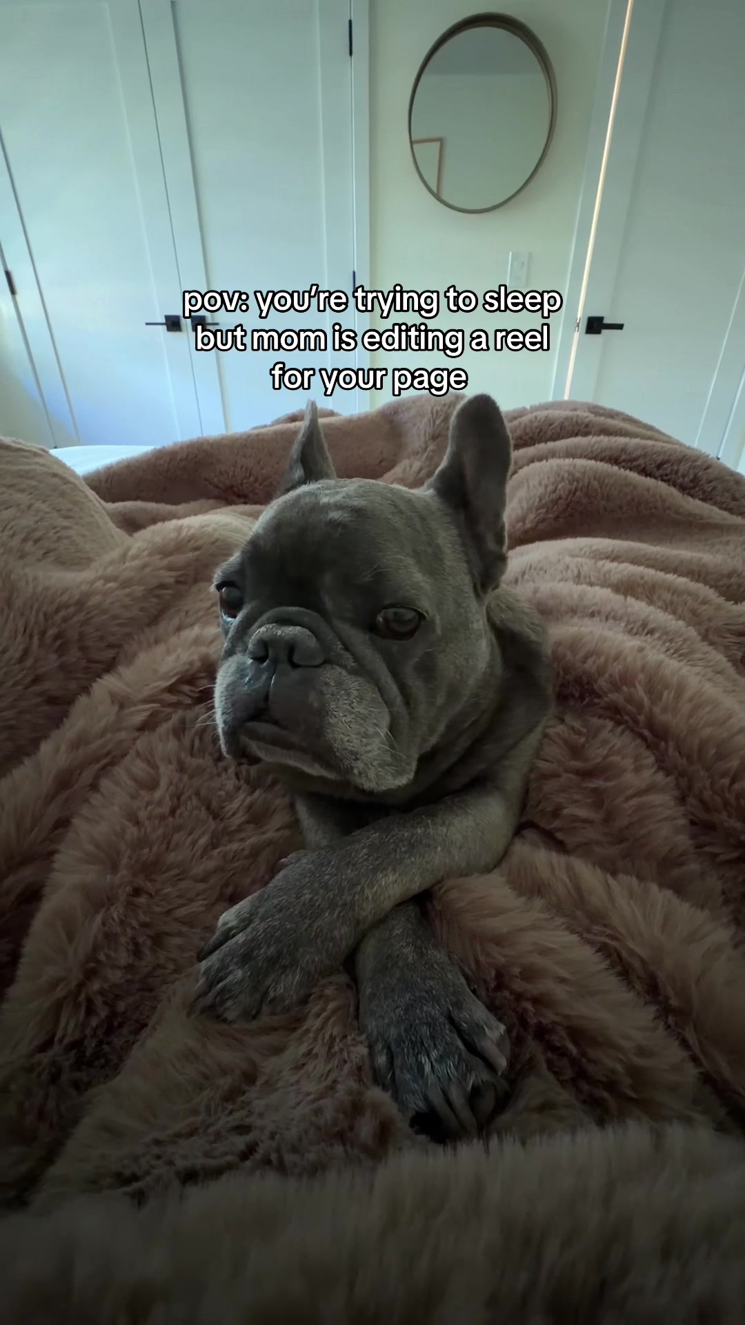 @Winston & Charlie 🐾
