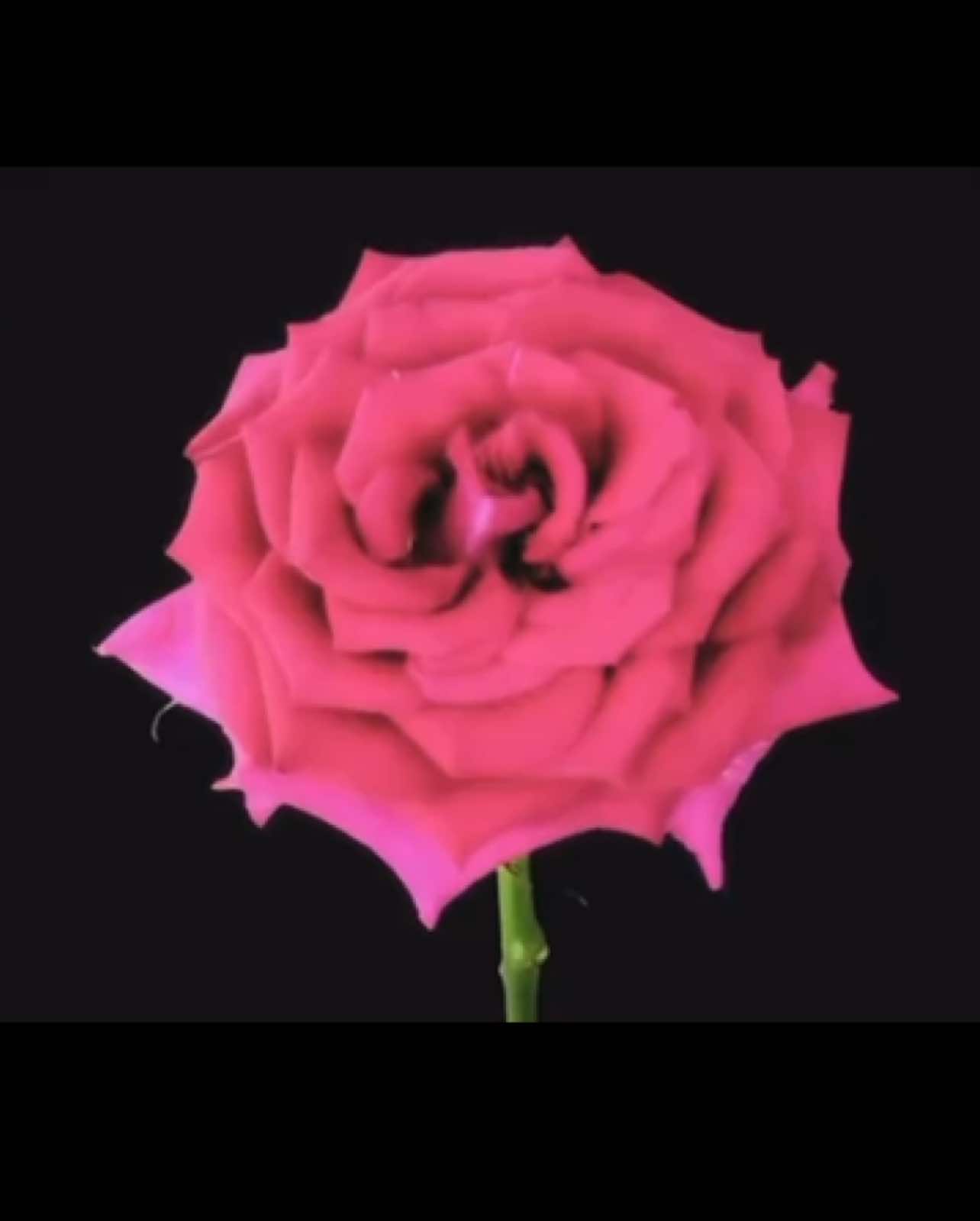 @thg_cc.odair