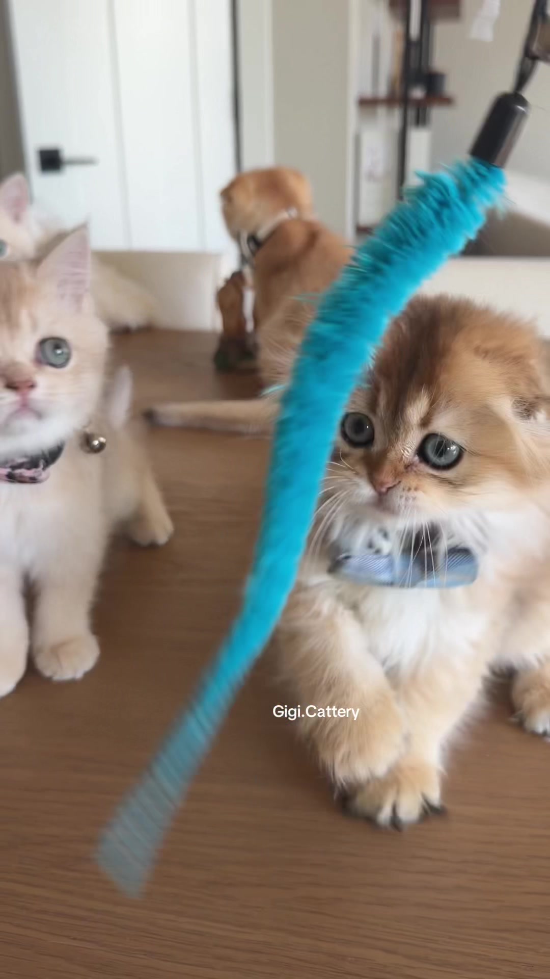 @gigi.cattery