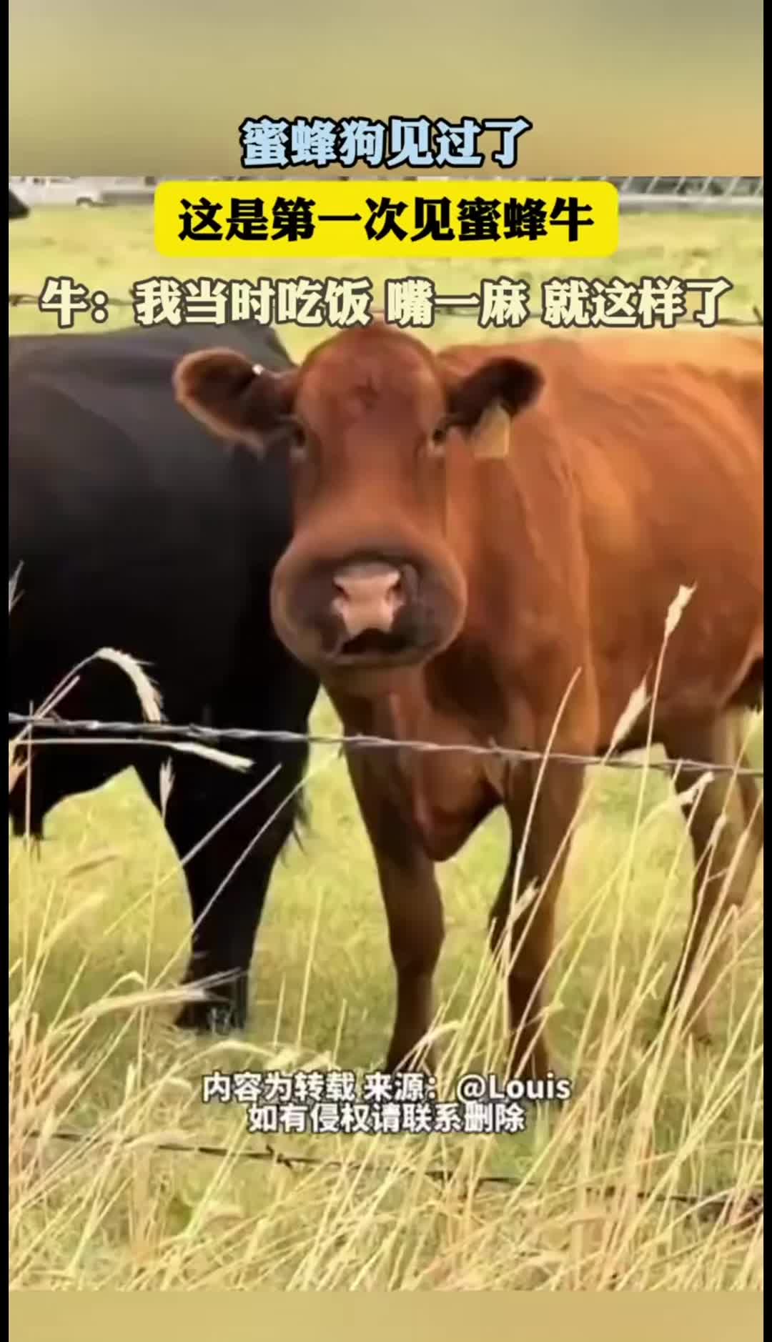 @中国蓝国际