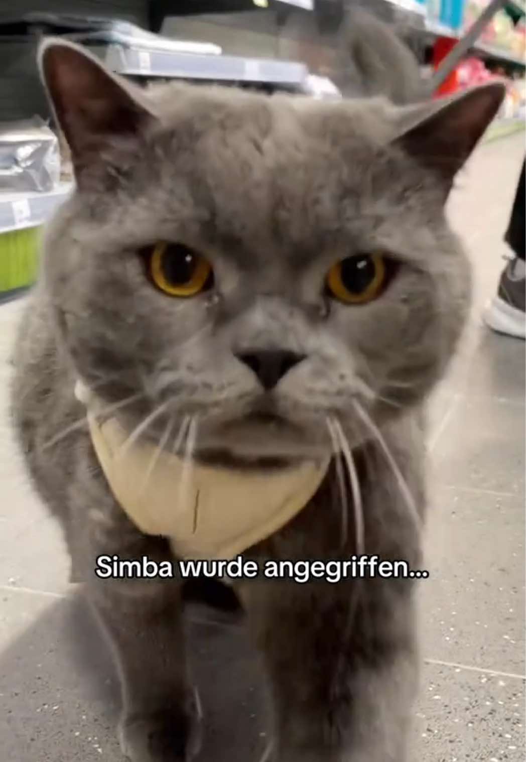 @Sinascolorcats