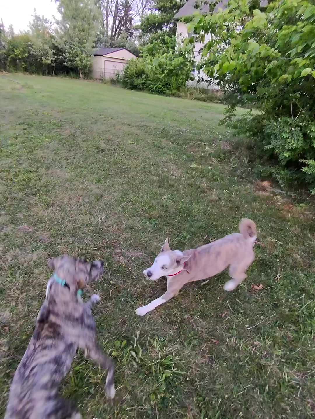 @Jay TheDog Trainer