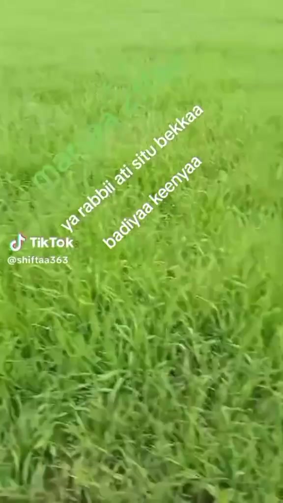 @obsee🇨🇦🇨🇦🫶