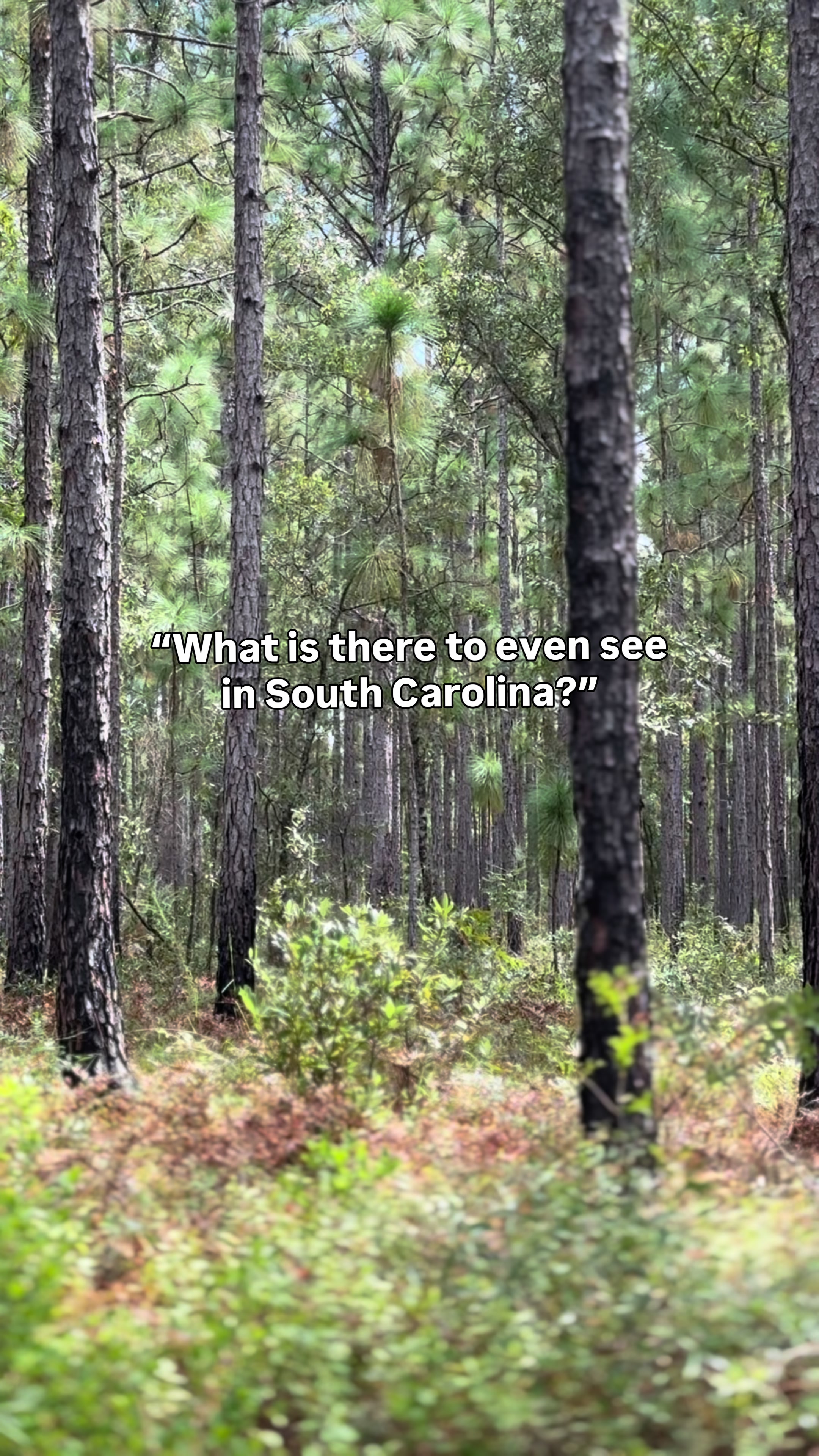 @South Carolina 7