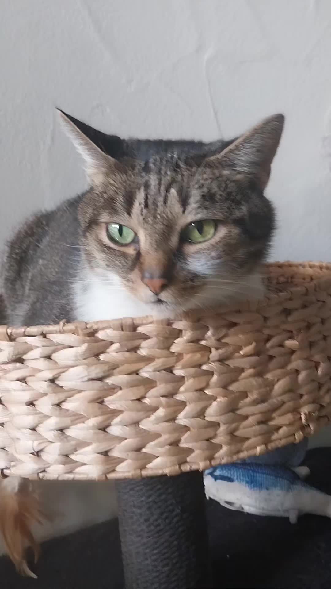 @Scotty🐱🐾🐱🐾 🐱🐾🐱🐾🐱🐾