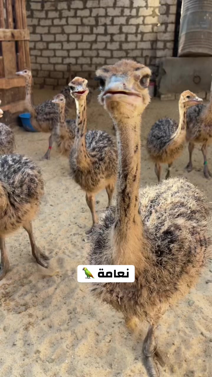 @نعامة 🦍