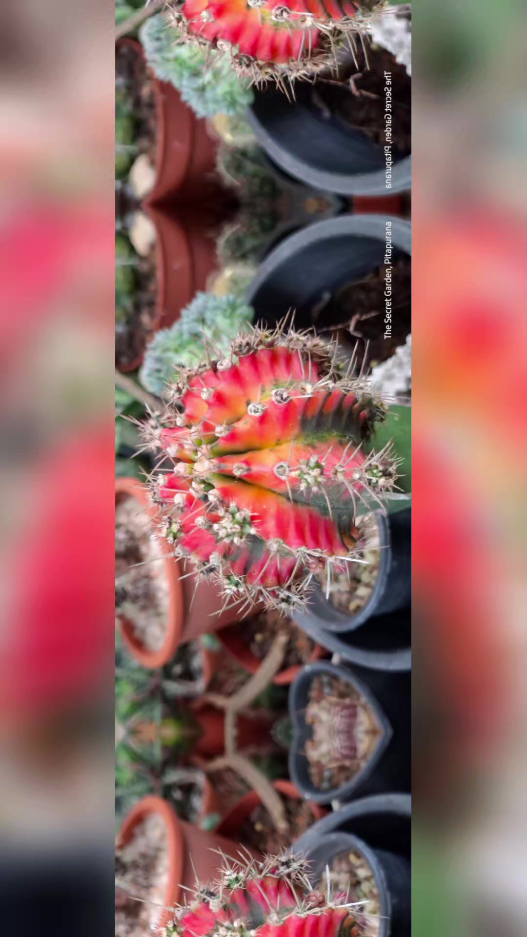 @The.secret.Garden.KKSFSCenter
