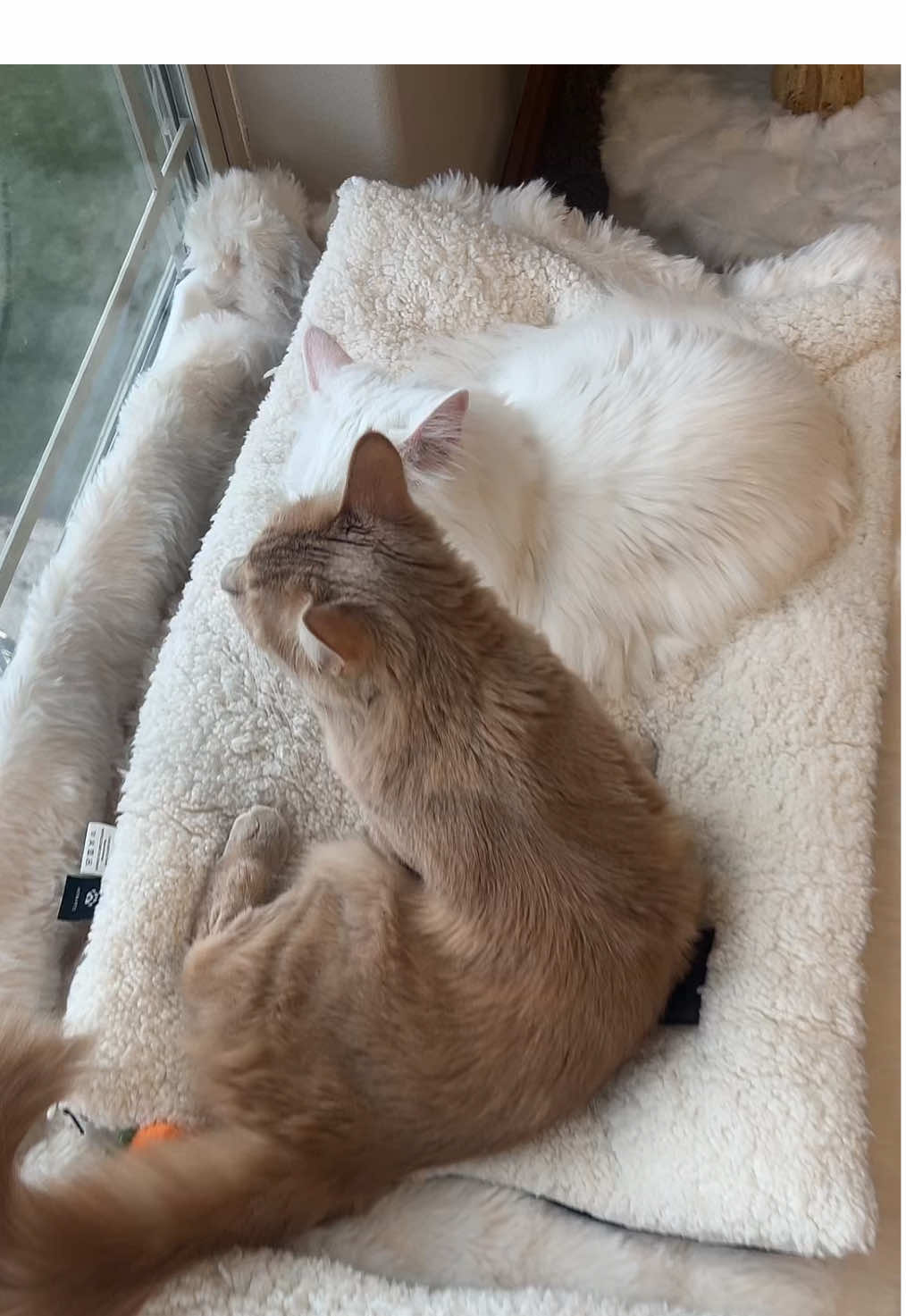 @Velvet Paws 🦢