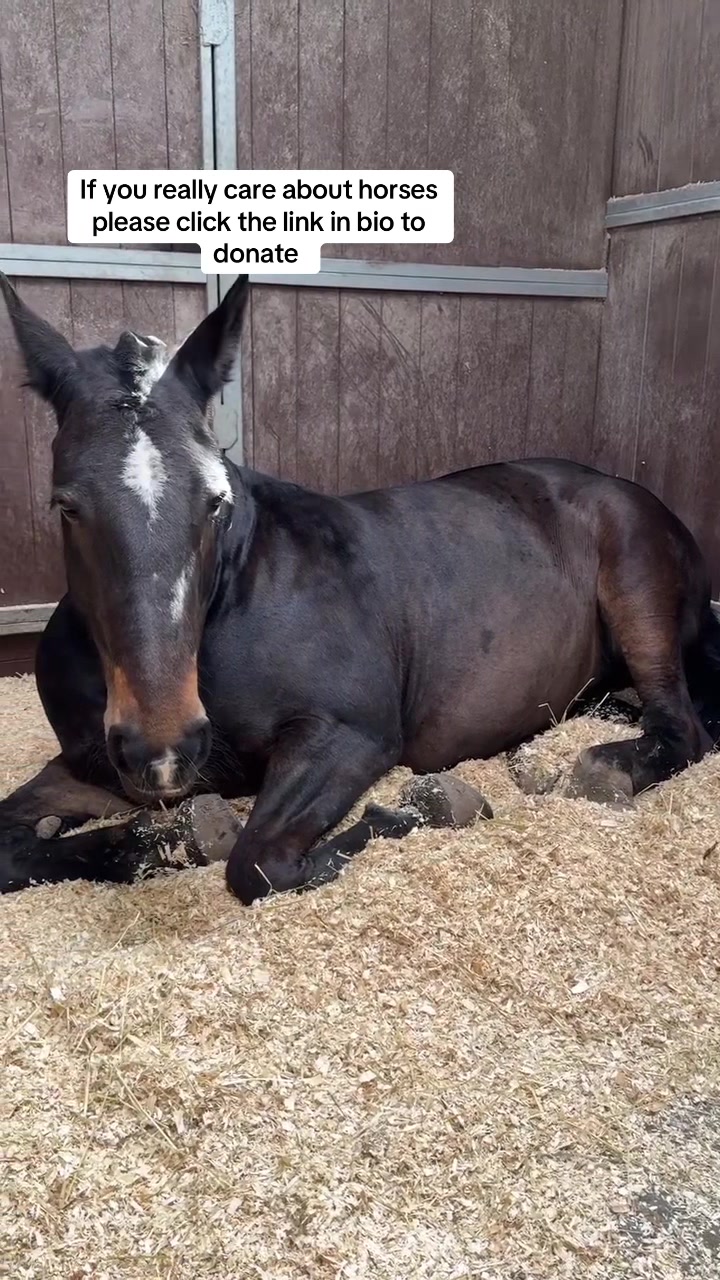 @maverickhorserescueorg
