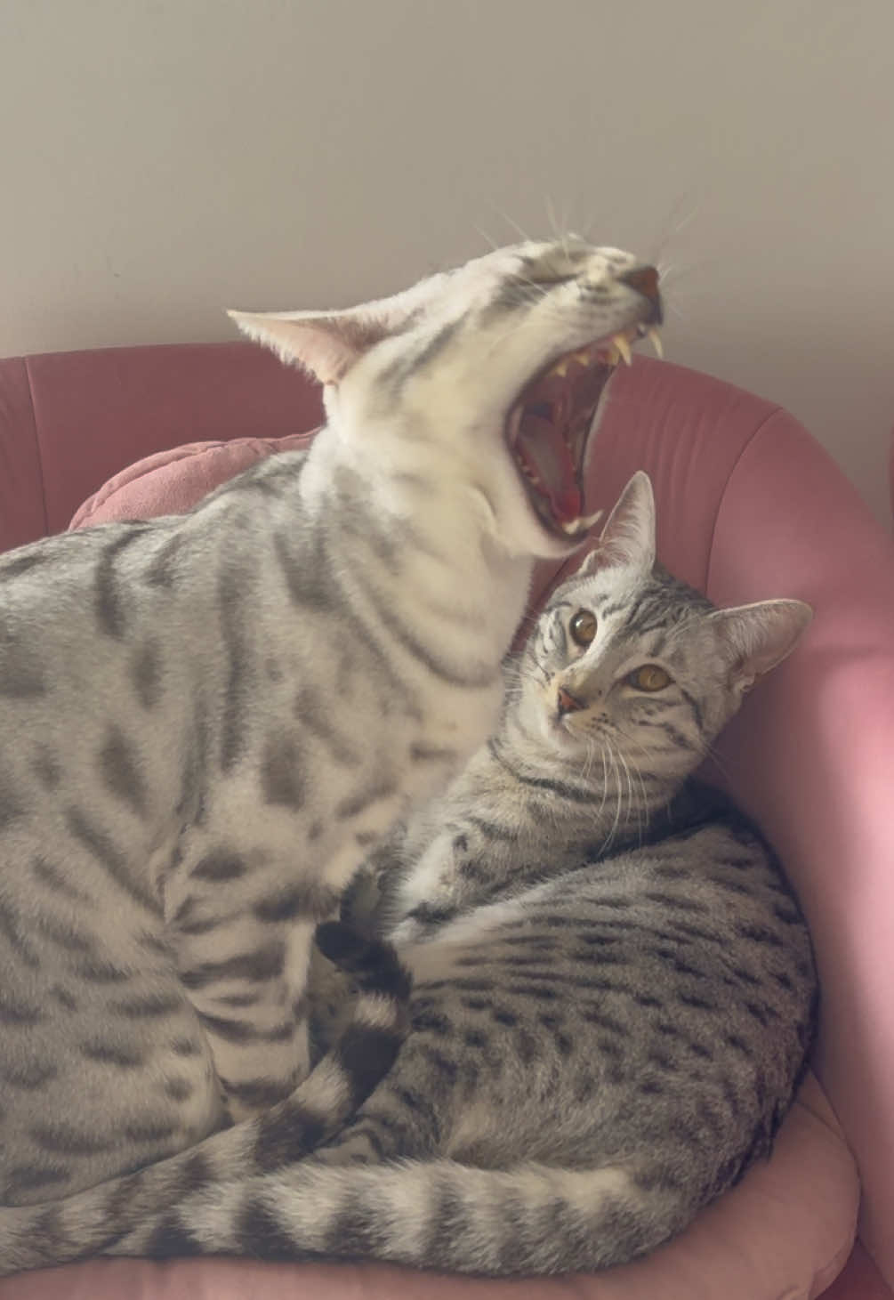 @๐ฌ๐๐๐๐๐๐๐๐ ๐ช