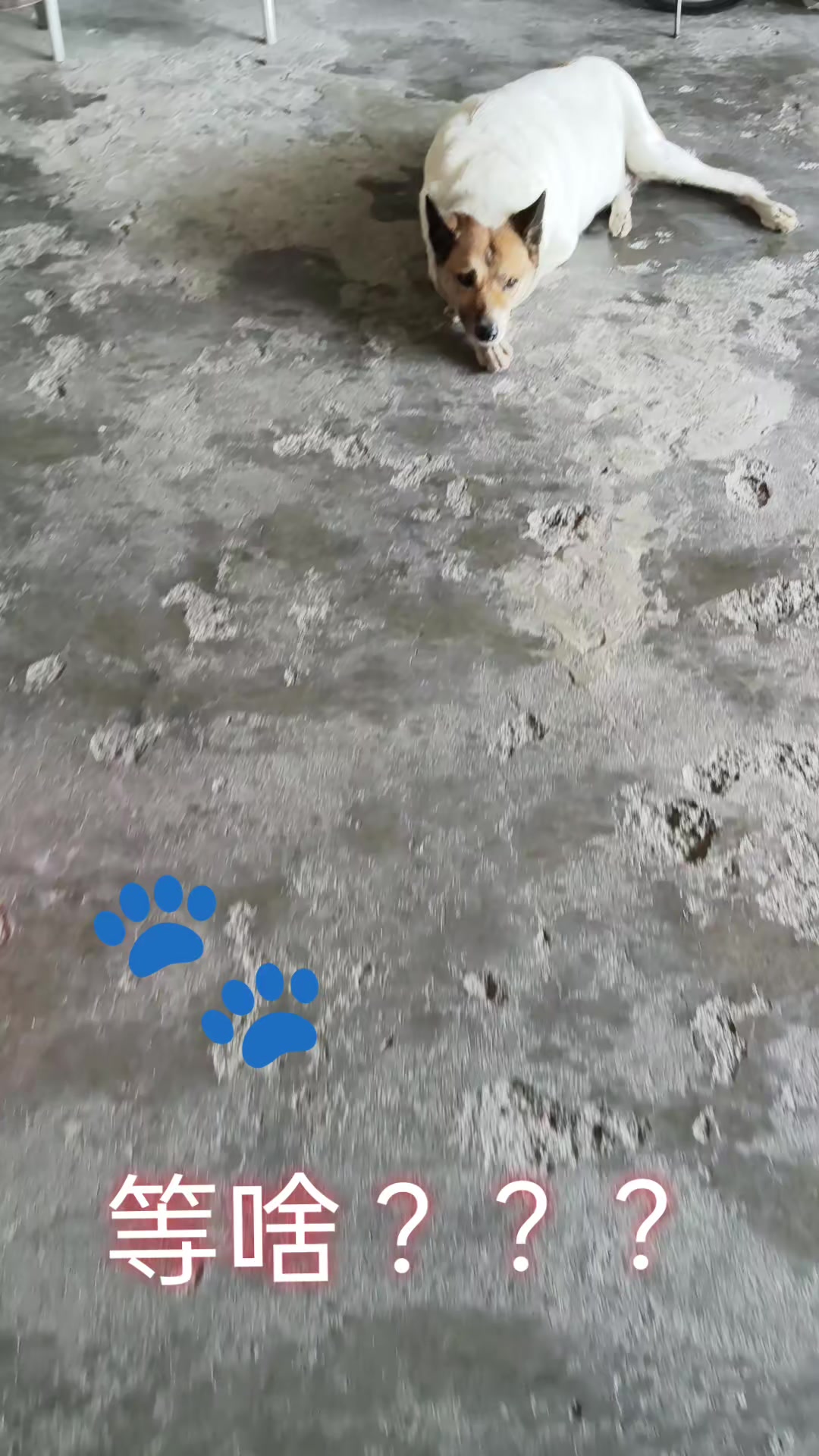 @大珍寶🥕🦮🐕🦺🐈⬛🐈🐕